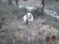 Setter Anglais ODJA DE LA DELLE DES POIRIERS Setter Anglais ODJA DE LA DELLE DES POIRIERS